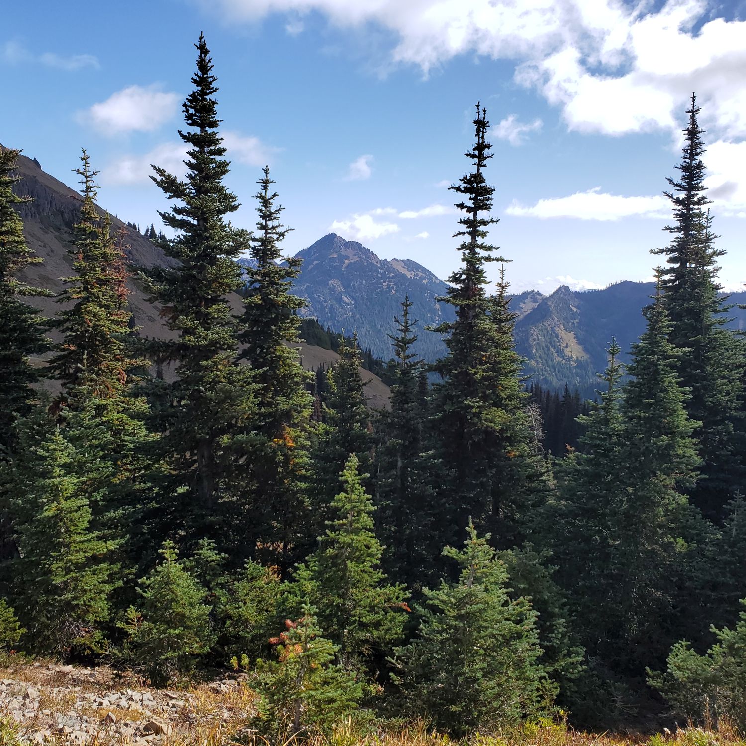 Olympic NP 